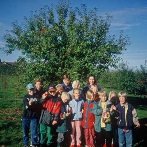 Foto som visar en skolklass stående under moderträdet av äpplesorter 'Mio'. Fotot är taget under sent 80-tal eller tidigt 90-tal. Färgfoto.