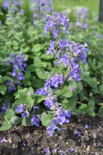 Bergnepeta 'Linghem'