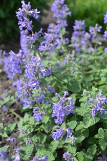 Bergnepeta 'Linghem'