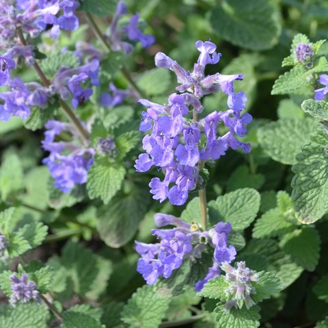 Bergnepetan 'Linghem' i blom. I mitten av fotot ses de lila blomställningarna. Färgfoto.