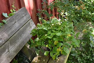 En kruka med smultronsorten Norrlandssmultron står på en bänk med grönska i bakgrunden.