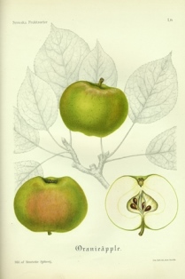 Äldre botanisk illustration i färg av äpplesorten 'Oranie'. Illustrationen publiserades i pomologin 