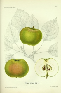 Äpple 'Oranie'