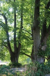 Parklind 'Övedskloster' E och Grönt kulturarv. Lindar i allén vid Övedskloster.