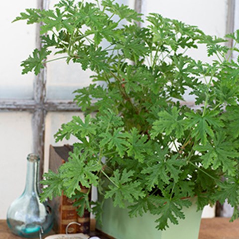 Doftpelargonen 'DR Westerlund' i en ljust grön kruka. Bredvid pelargonen ligger en äldre, läderinbunden bok. Färgfoto. 