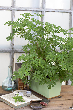 Geranium Dr Westerlund