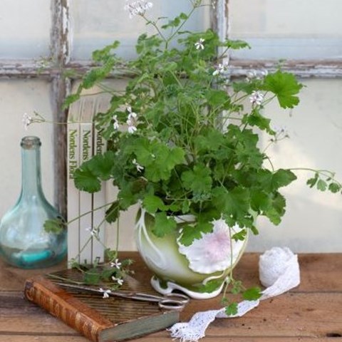 Fotot visar muskotpelargonen 'Marias Blomma' i ett ytterfoder av majolika. Pelargonen står på en träbänk i ett växthus och bredvid den ligger en äldre, läderinbunden bok. 