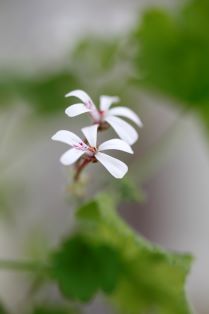 Närbild av blomman hos muskotpelargon SVENSKBYBORNAS PELARGON. Färgfoto.