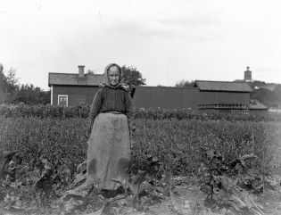 Pepparrotsodling i Enköping. Svartvitt foto av kvinna med huckle som står mitt i ett fält med pepparrot. Foto: Johan August Pettersson, Enköpings museum. 