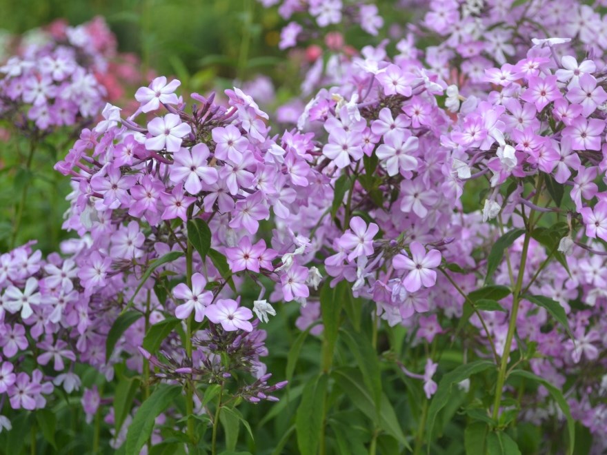 Höstflox av sorten 'Alma Jansson' blommar med ljust lila blommor. Färgfoto.