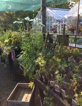 Perennplantor till försäljning i en handelsträdgård. Plantorna står på träbord, sorterade efter namn. På bordet står bland annat blommande jätteprästkrage. I bakgrunden ses två växthus. Färgfoto.