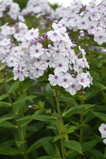 Blommande plantor av höstfloxen 'Ingeborg från Nybro'. Blommorna är vita med ett lila öga. Färgfoto.