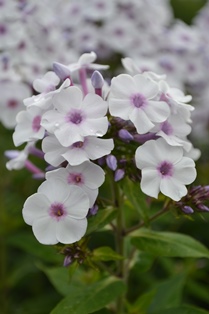Närbild av blommorna hos höstfloxen 'Ingeborg från Nybro'. Sorten har vita blommor med lila öga. Färgfoto.