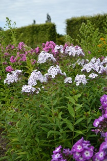 Blommande plantor av höstfloxen 'Ingeborg från Nybro'. Sorten har vita blommor med ett lila öga. Färgfoto.