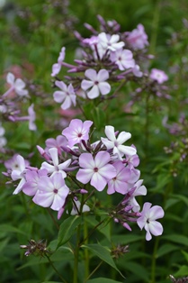 Phlox paniculata 'Alma Jansson'. Grönt kulturarv.