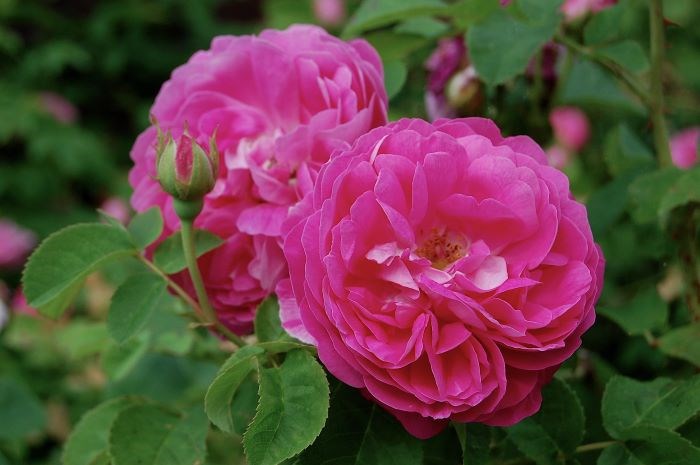 Närbild  av den rosa blomman hos bourbonrosen 'Pipar Hans'. Färgfoto.