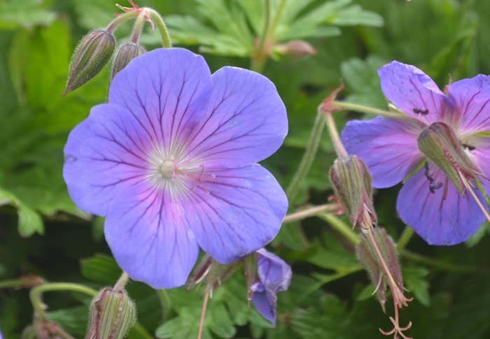 Närbild av blomman hos praktnäva 'Sörmjöle'. 