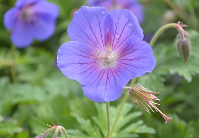 Blålila blommor med ett rosa skimmer över kronbladen. Vit mitt. Blomdiameter 4-5 cm. 