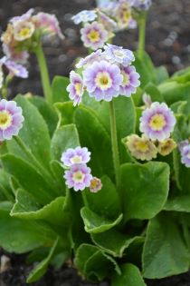 Närbild av en blommande planta av trädgårdsaurikeln 'Krusenstiernska'.