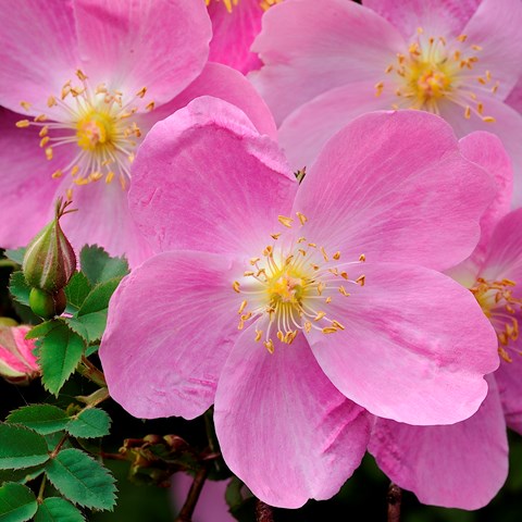 Närbild av blomman hos spinosissima-rosen 'Professor Fagerlind'. Färgfoto. 