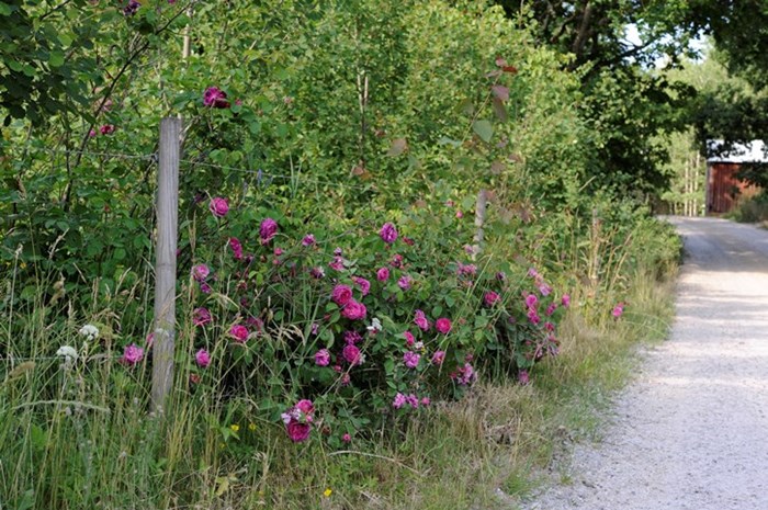 En planta av gallicarosen 'Pustebacken' växer i dikesrenen vid en grusväg. Färgfoto.