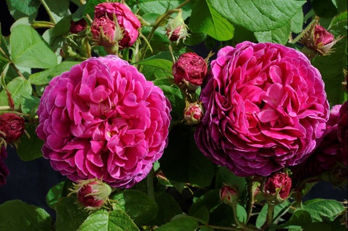 Två rosa gallicarosor av sorten 'Pustebacken'. Färgfoto. 