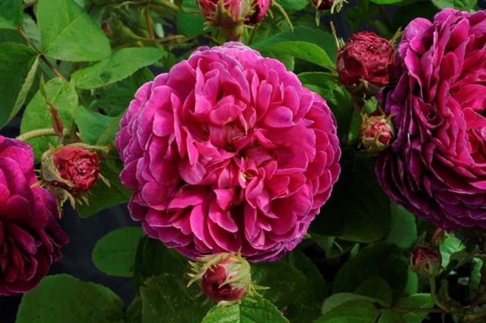 Närbild av gallicarosen 'Pustebacken'. Blommorna är rosa