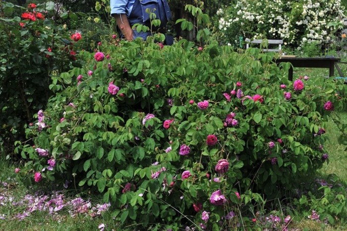 En planta av gallicarosen 'Pustebacken' i en trädgård. Färgfoto. 