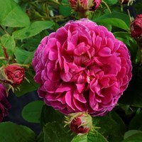 Närbild av blomman hos gallicarosen 'Pustebacken'. I stort sett hela fotot upptas av den rosa rosen. Färgfoto.