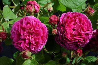 Två blommande rosor av sorten 'Pustebacken'. 'Pustebacken' är en gallicaros med rosa blommor. Färgfoto.