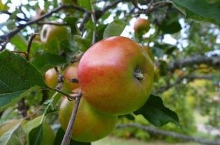 Närbild av ett äpple av sorten RIBSTON. Äpplet sitter på en gren på ett äppleträd.