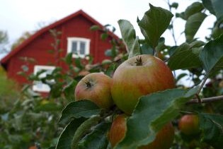 Äpplen av sorten RIBSTON, hängande från en gren i ett äppleträd. I bakgrunden ses ett rött trähus. 