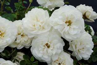 Närbild av de vita blommorna hos den fyllda spinosissima-rosen 'Valdemarsvik'. Färgfoto.