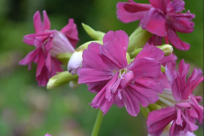 Närbild av de mörkt rosa blommorna hos såpnejlikan 'Kvinnsgröta'. Färgfoto.