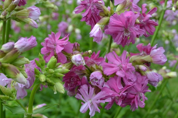 Närbild av de mörkrosa blommorna hos såpnejlikan 'Kvinnsgröta'. Färgfoto.