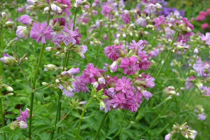 Blommande plantor av såpnejlikan 'Kvinnsgröta'. Blommorna är mörkt rosa. Färgfoto.