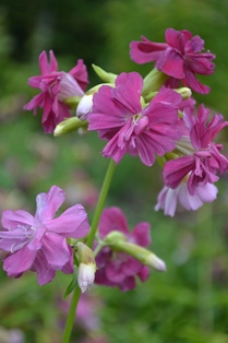 Saponaria Kvinnsgröta