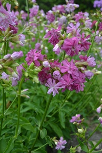 Saponaria Kvinnsgröta