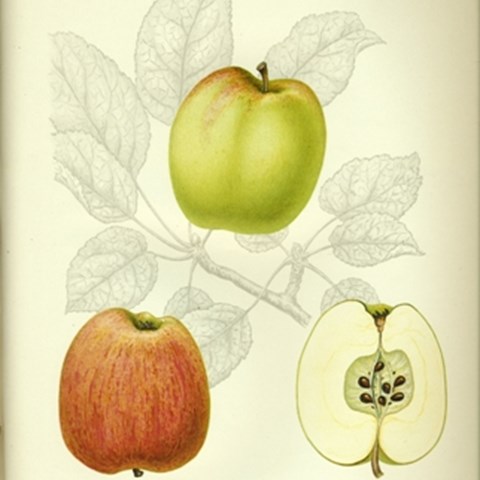 Botanisk illustration av äppelsorten 'Sävstaholm'. Illustrationen är gjord av H. Sjöberg och kommer från pomologin "Svenska fruktsorter", utgiven av Axel Pihl och Jakob Eriksson 1912. 