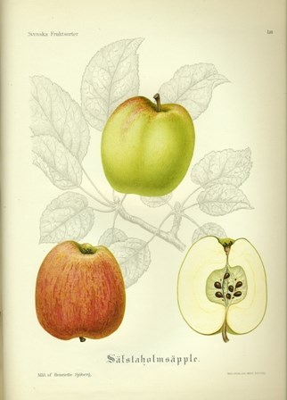 Botanisk illustration av äppelsorten 'Sävstaholm'. Illustrationen är gjord av H. Sjöberg och kommer från pomologin "Svenska fruktsorter", utgiven av Axel Pihl och Jakob Eriksson 1912. 