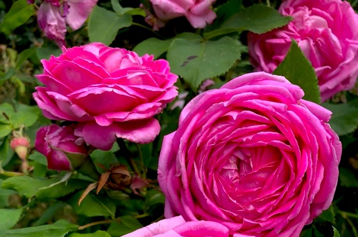 Närbild av den rosa remontantrosen 'Selma Dahlberg'. Färgfoto.