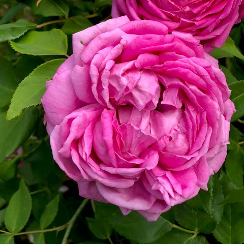 Närbild av remontantrosen 'Selma Dahlberg'. I mitten av fotot syns den rosa rosen. Färgfoto.