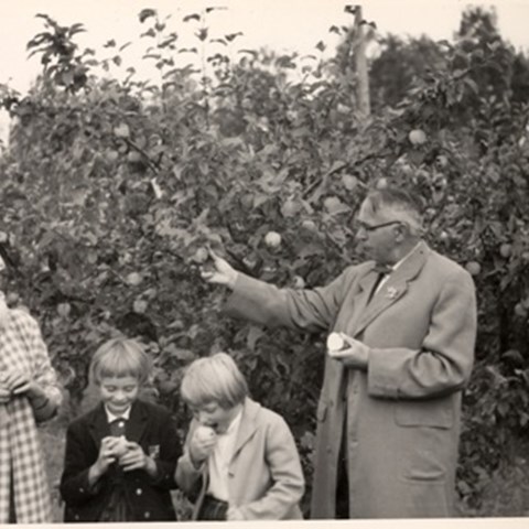Provsmakning av frukt av sorten 'Silva' 1967. Ett svartvitt foto visar en man med glasögon och överrock , en kvinna i rutig kappa och två barn i sex-sjuårsåldern står framför moderträdet av äpplen 'Silva'. 