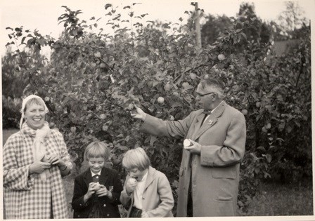 Provsmakning av frukt av sorten 'Silva' 1967. Ett svartvitt foto visar en man med glasögon och överrock , en kvinna i rutig kappa och två barn i sex-sjuårsåldern står framför moderträdet av äpplen 'Silva'. 