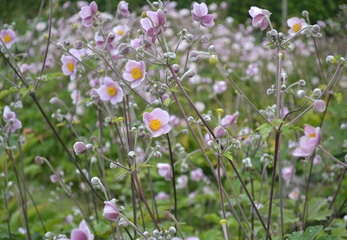 En mängd blommande plantor av silvrig höstanemon 'Föräldrahemmet'. Färgfoto.