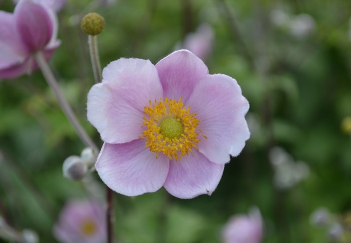 Närbild av en blomma av silvrig höstanemon 'Föräldrahemmet'. Färgfoto.