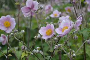 Anemone tomentosa 'Föräldrahemmet'