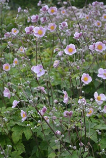 Anemone tomentosa 'Föräldrahemmet'