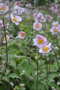 Anemone tomentosa 'Föräldrahemmet'