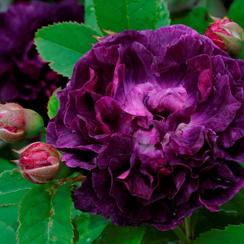 Närbild av blomman hos den mörkvioletta buskrosen 'Skeda'. Färgfoto.